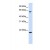 Western Blot: APRT Antibody [NBP1-55300] - This Anti-APRT antibody was used in Western Blot of 293T tissue lysate at a concentration of 1ug/ml.
